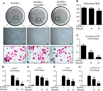 Corrigendum: Inhibitory effects of Rhaponticin on osteoclast formation and resorption by targeting RANKL-induced NFATc1 and ROS activity